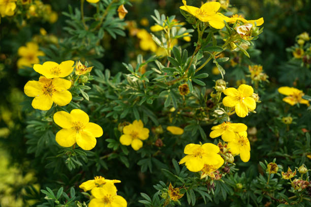 Gelb Cinquefoil Blumensamen zur Aussaat – Anzucht – Traditionssorte & ohne Gentechnik Samen Hausgarten