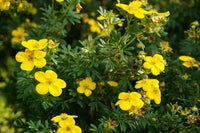 Gelb Cinquefoil Blumensamen zur Aussaat – Anzucht – Traditionssorte & ohne Gentechnik Samen Hausgarten