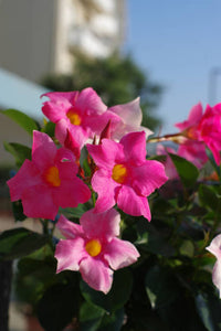 Sanderi Dipladenia Blumensamen zur Aussaat