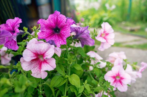 klein Rosa Petunie Hybrida Blumensamen zur Aussaat – Garten beliebt – Traditionssorte & ohne Gentechnik Samen Hausgarten