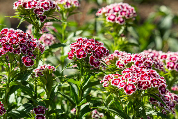 Traditionssorte Nelke Barbatus Blumensamen zur Aussaat leuchtend Traditionssorte & ohne Gentechnik Samen Hausgarten