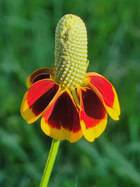 Prairie Blumensamen zur Aussaat pflegeleicht Traditionssorte & ohne Gentechnik Samen Hausgarten