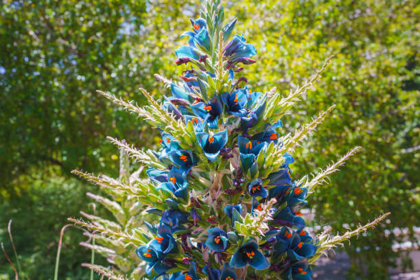 Puya Blumensamen zur Aussaat kompakt Wuchs Traditionssorte & ohne Gentechnik Samen Hausgarten