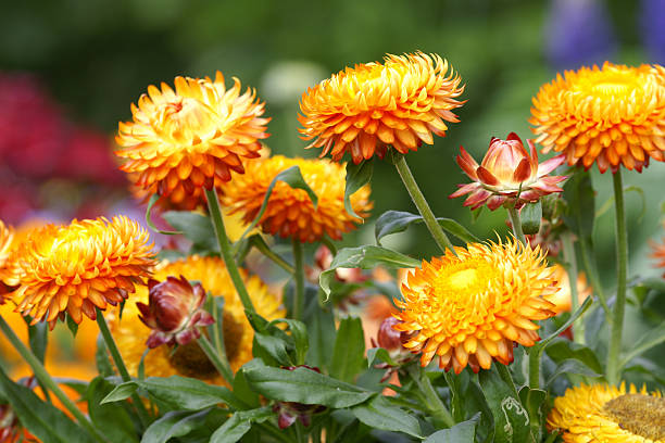 Rot-Gelb Straw Blumensamen zur Aussaat – leuchtend Blüten – Traditionssorte & ohne Gentechnik Samen Hausgarten