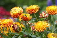 Rot-Gelb Straw Blumensamen zur Aussaat – leuchtend Blüten – Traditionssorte & ohne Gentechnik Samen Hausgarten