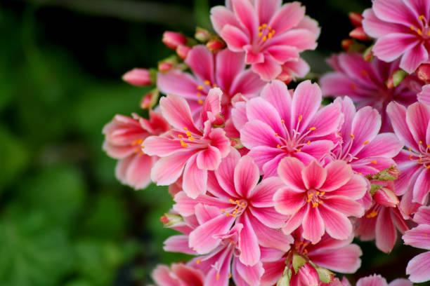 Rosa Lewisia Blumensamen zur Aussaat Schnitt Blume beliebt Traditionssorte & ohne Gentechnik Samen Hausgarten