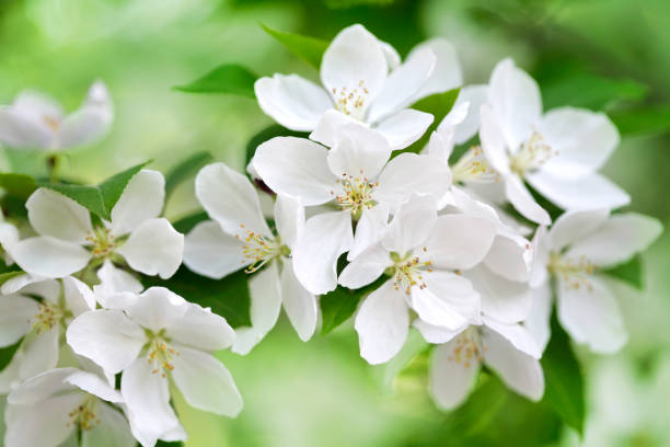 Weiß Crabapple Blumensamen zur Aussaat – duftend Blüten – Traditionssorte & ohne Gentechnik Samen Hausgarten