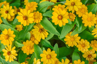 Melampodium Paludosum Blumensamen zur Aussaat lang Blüte Saison Traditionssorte & ohne Gentechnik Samen Hausgarten