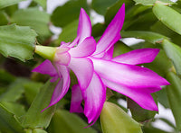 dunkel Orange Zygocactus Blumensamen zur Aussaat Halbschatten verträglich Traditionssorte & ohne Gentechnik Samen Hausgarten