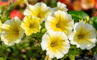 Gelb und Weiß Petunie Blumensamen zur Aussaat – Bestäuber freundlich – Traditionssorte & ohne Gentechnik Samen Hausgarten