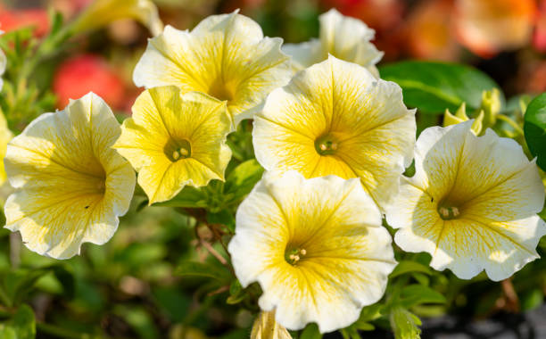 Weiß Schlüsselblume Blumensamen zur Aussaat