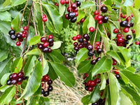 Hackberry Fruchtsamen für einfaches Anpflanzen