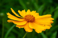 Gelb Coreopsis Lance Blumensamen zur Aussaat duftend Blüten Traditionssorte & ohne Gentechnik Samen Hausgarten
