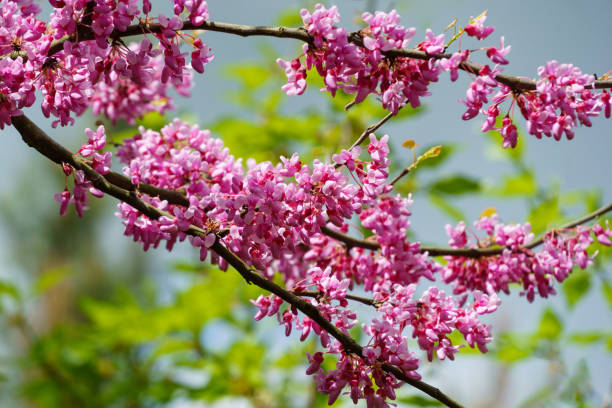 Rosa Cercis Blumensamen zur Aussaat Anzucht Traditionssorte & ohne Gentechnik Samen Hausgarten