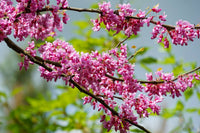 Rosa Cercis Blumensamen zur Aussaat Anzucht Traditionssorte & ohne Gentechnik Samen Hausgarten