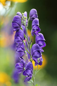 Aconitum Napellus Blumensamen zur Aussaat Schnitt Blume beliebt Traditionssorte & ohne Gentechnik Samen Hausgarten