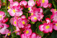 Rosa Weiß Begonie Blumensamen zur Aussaat – Wildblume Mischung – Traditionssorte & ohne Gentechnik Samen Hausgarten