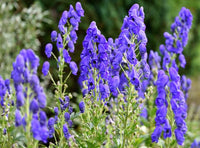 Blau Monkshood Blumensamen zur Aussaat – farbenfroh Schau – Traditionssorte & ohne Gentechnik Samen Hausgarten