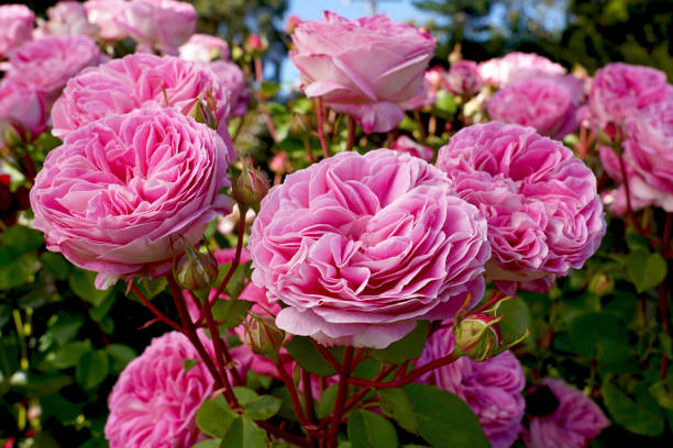 Heirloom (heirloom rose) samen for anpflanzung in home garten