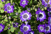 Lila Florists Cineraria Blumensamen zur Aussaat – pflegeleicht – Traditionssorte & ohne Gentechnik Samen Hausgarten