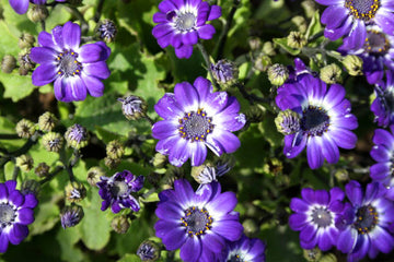Lila Florists Cineraria Blumensamen zur Aussaat – pflegeleicht – Traditionssorte & ohne Gentechnik Samen Hausgarten
