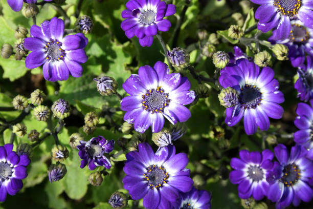 Lila Florists Cineraria Blumensamen zur Aussaat – pflegeleicht – Traditionssorte & ohne Gentechnik Samen Hausgarten