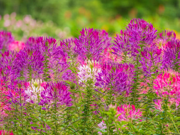 Rosa Cleome Blumensamen zur Aussaat pflegeleicht Traditionssorte & ohne Gentechnik Samen Hausgarten