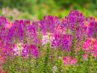 Rosa Cleome Blumensamen zur Aussaat pflegeleicht Traditionssorte & ohne Gentechnik Samen Hausgarten
