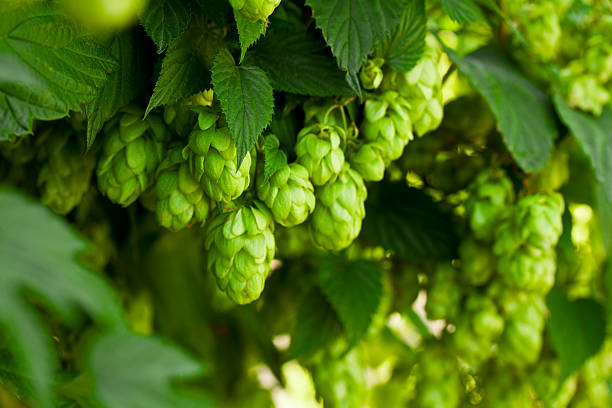Grün Hop Blumensamen zur Aussaat – pflegeleicht – Traditionssorte & ohne Gentechnik Samen Hausgarten