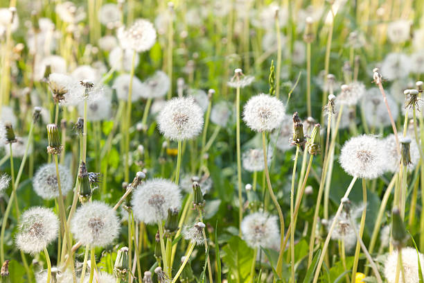 Weiß Dandelion Blumensamen zur Aussaat – farbenfroh Schau – Traditionssorte & ohne Gentechnik Samen Hausgarten