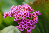 Gemischt Bergenia Cordifolia Blume Samen zur Aussaat – mehrjährige Samen leuchtend Garten Blüten