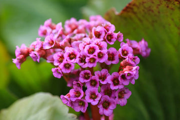 Gemischt Bergenia Cordifolia Blume Samen zur Aussaat – mehrjährige Samen leuchtend Garten Blüten