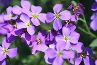 Blaukissen Blumensamen zur Aussaat – lang Blüte Saison – Traditionssorte & ohne Gentechnik Samen Hausgarten