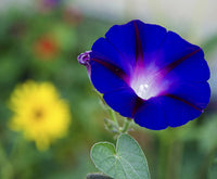 Blau Petunie Blumensamen zur Aussaat – leuchtend – Traditionssorte & ohne Gentechnik Samen Hausgarten