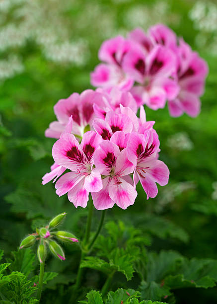 Geranie Pelargonium Blumensamen zur Aussaat pflegeleicht Traditionssorte & ohne Gentechnik Samen Hausgarten