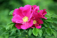 Rosa Rugosa Blumensamen zur Aussaat leuchtend Blüten Traditionssorte & ohne Gentechnik Samen Hausgarten