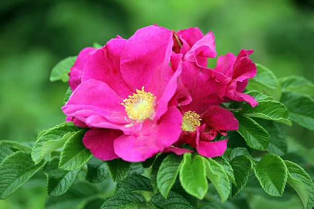 Rugosa Blumensamen zur Aussaat – kompakt Wuchs – Traditionssorte & ohne Gentechnik Samen Hausgarten