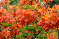 Orange Azalee Rhododendron Simsii Bonsai Blumensamen zur Aussaat Schnitt Blume beliebt Traditionssorte & ohne Gentechnik Samen Hausgarten