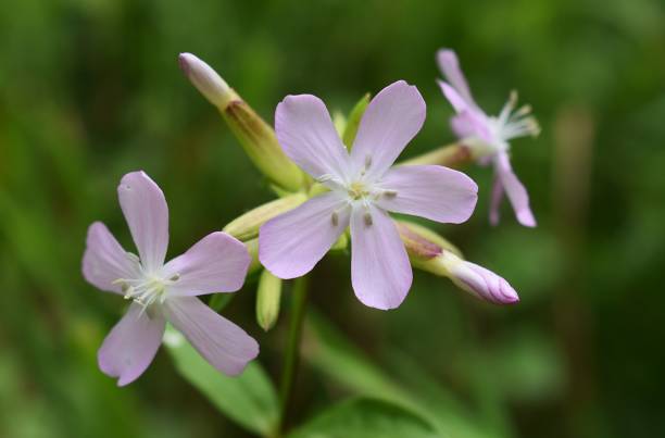 Saponaria Blumensamen zur Aussaat sonnenliebend Traditionssorte & ohne Gentechnik Samen Hausgarten