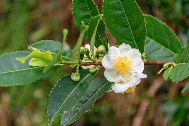 Kamelie Sinensis Blumensamen zur Aussaat – robust Sorte – Traditionssorte & ohne Gentechnik Samen Hausgarten