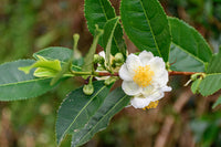 Kamelie Sinensis Blumensamen zur Aussaat – robust Sorte – Traditionssorte & ohne Gentechnik Samen Hausgarten
