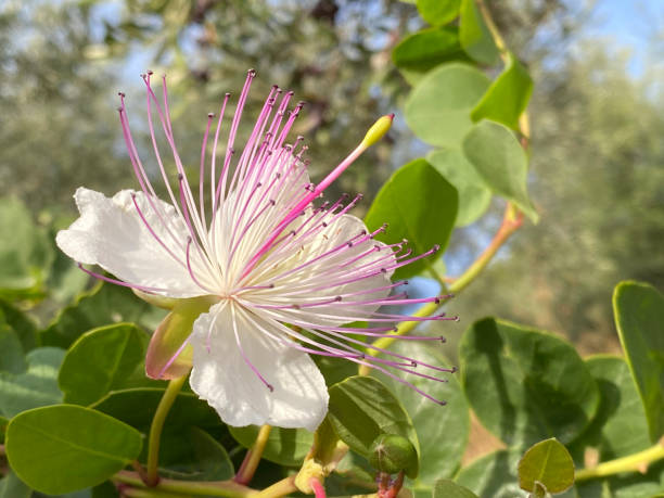 Weiß Caper Strauch Blumensamen zur Aussaat – Halbschatten verträglich – Traditionssorte & ohne Gentechnik Samen Hausgarten