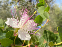 Weiß Caper Strauch Blumensamen zur Aussaat – Halbschatten verträglich – Traditionssorte & ohne Gentechnik Samen Hausgarten