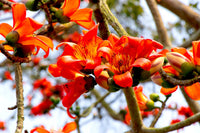 Bombax Ceiba Blumensamen zur Aussaat ideal Rabatten Traditionssorte & ohne Gentechnik Samen Hausgarten