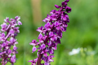 Mascula Blumensamen zur Aussaat – Garten beliebt – Traditionssorte & ohne Gentechnik Samen Hausgarten