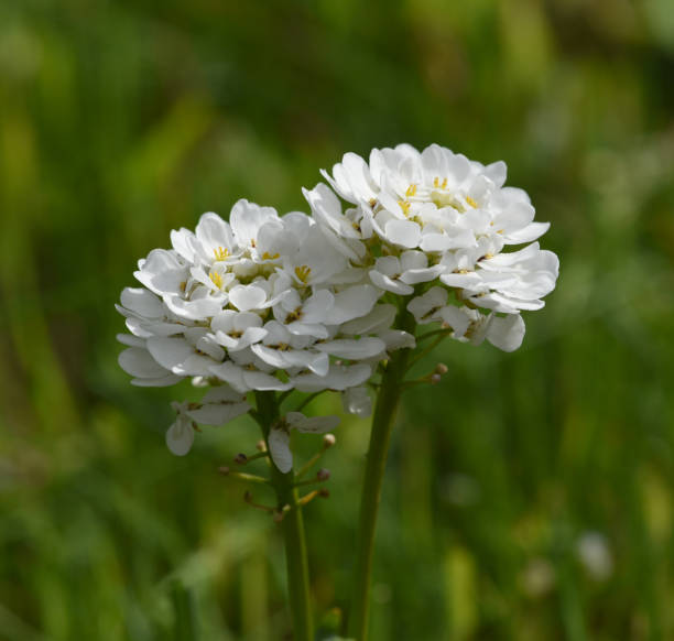 Weiß Candytuft Snow Blumensamen zur Aussaat Bestäuber freundlich Traditionssorte & ohne Gentechnik Samen Hausgarten