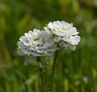 Weiß Candytuft Snow Blumensamen zur Aussaat Bestäuber freundlich Traditionssorte & ohne Gentechnik Samen Hausgarten
