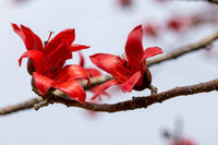Bombax Ceiba Blumensamen zur Aussaat ideal Rabatten Traditionssorte & ohne Gentechnik Samen Hausgarten
