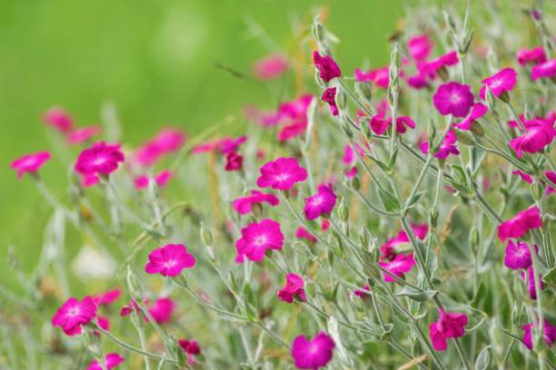 Rosa Campion Blumensamen zur Aussaat ideal Rabatten Traditionssorte & ohne Gentechnik Samen Hausgarten