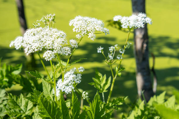 Aegopodium Podagraria Blumensamen zur Aussaat Halbschatten verträglich Traditionssorte & ohne Gentechnik Samen Hausgarten